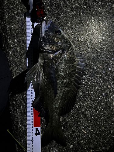 チヌの釣果