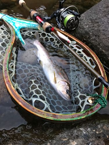 アマゴの釣果