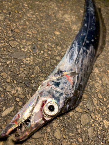 タチウオの釣果
