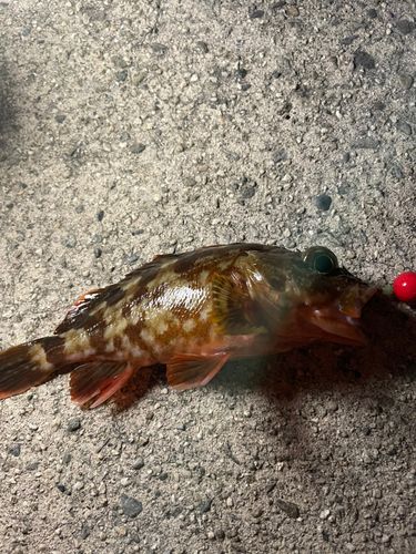 カサゴの釣果