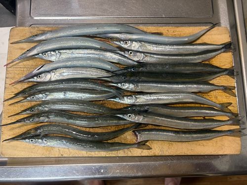 サヨリの釣果