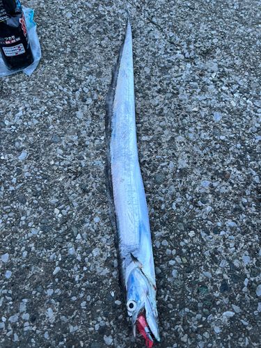 タチウオの釣果