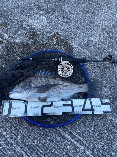 チヌの釣果