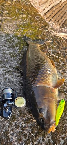 コイの釣果