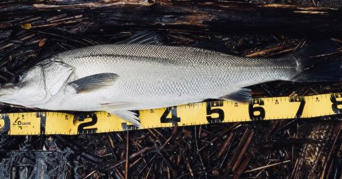 シーバスの釣果