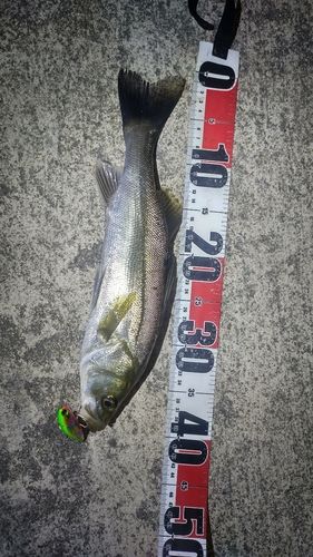 シーバスの釣果