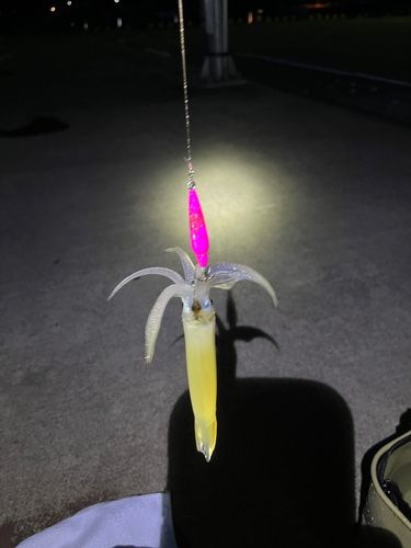 スルメイカの釣果