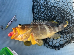 アオハタの釣果