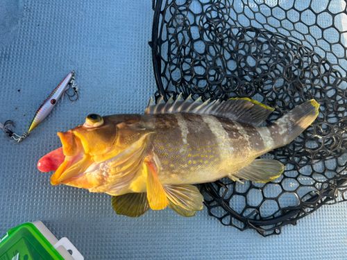 アオハタの釣果