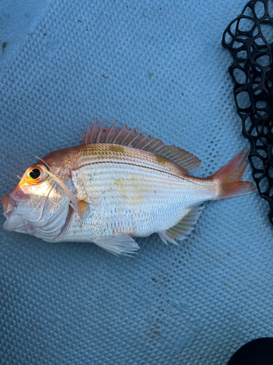 レンコダイの釣果・釣り情報まとめ【2026年最新】 - アングラーズ
