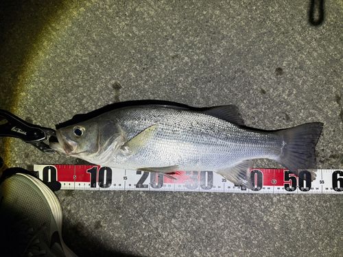 セイゴ（ヒラスズキ）の釣果
