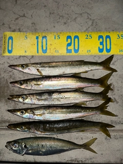 カマスの釣果