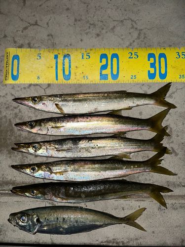 カマスの釣果