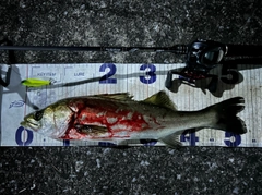 シーバスの釣果