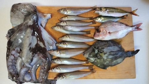 釣果