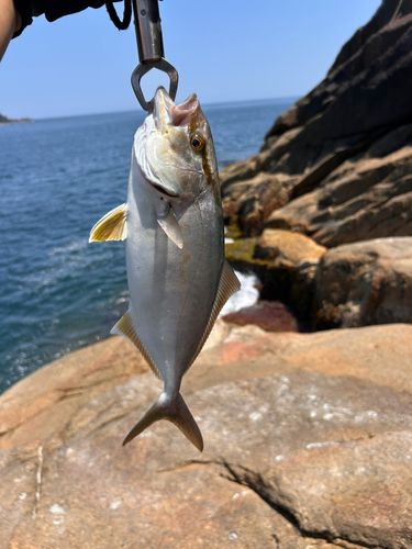 シオの釣果