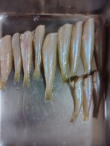 キスの釣果