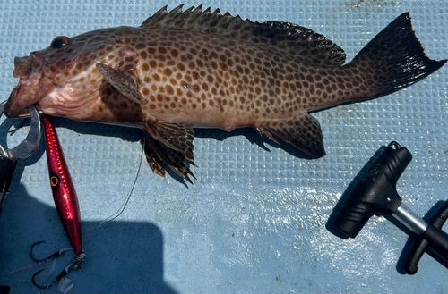 オオモンハタの釣果