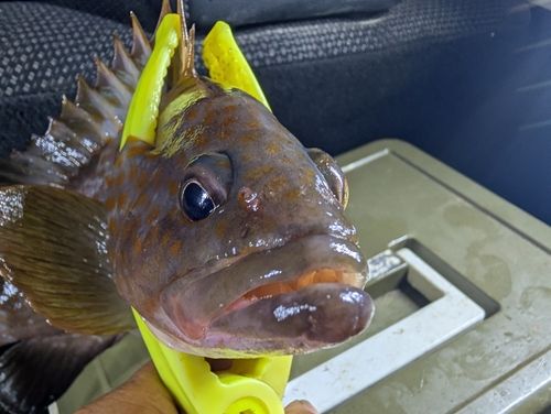 アコウの釣果