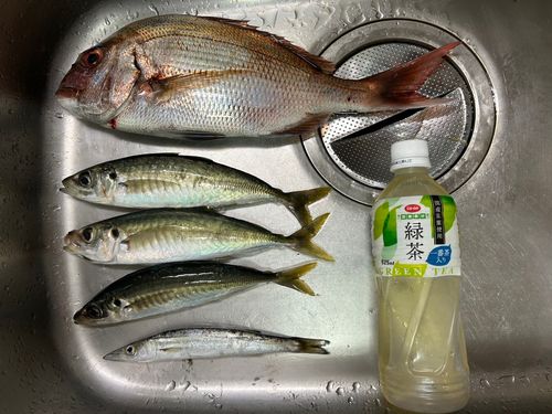 マダイの釣果