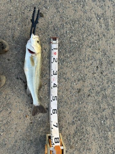 スズキの釣果
