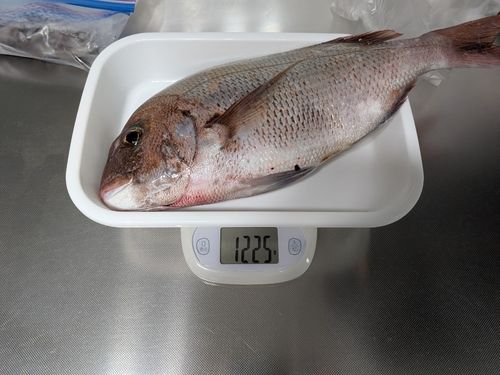 マダイの釣果