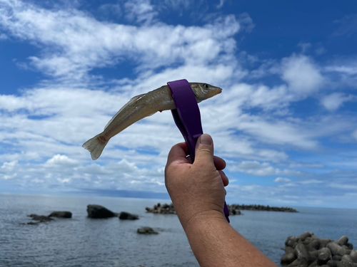 シロギスの釣果