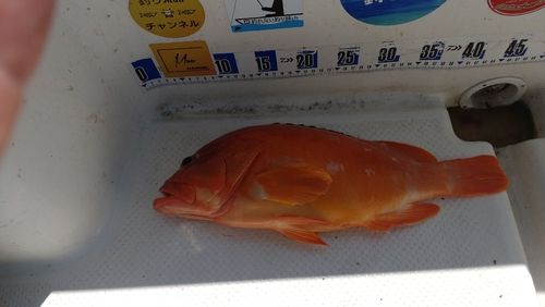 アカハタの釣果