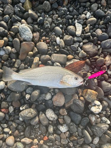 イシモチの釣果