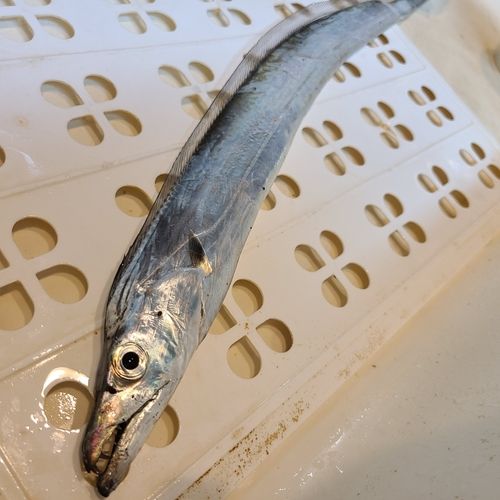 タチウオの釣果