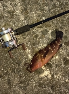 キジハタの釣果