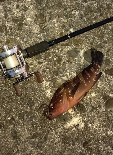 キジハタの釣果