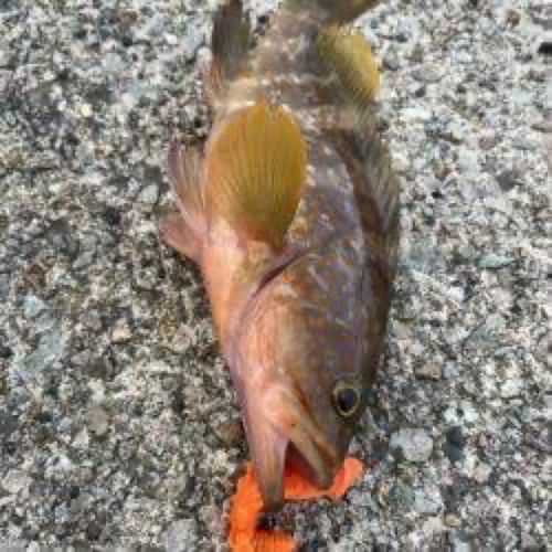 キジハタの釣果
