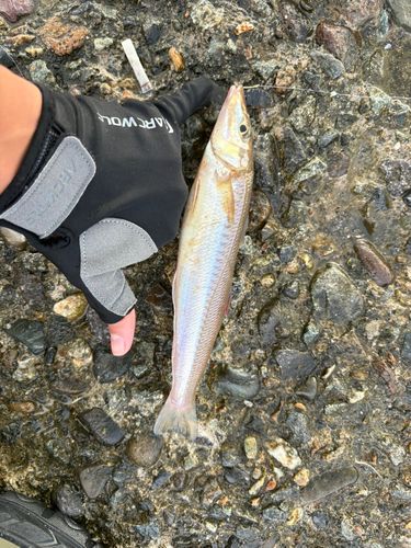 キスの釣果
