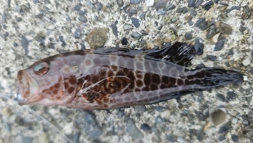 オオモンハタの釣果
