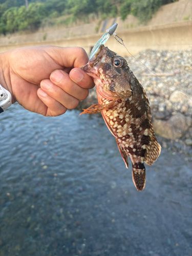アコウの釣果