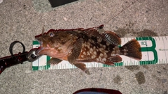 ガシラの釣果