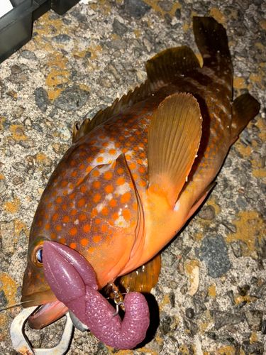 アコウの釣果