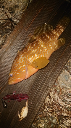 キジハタの釣果