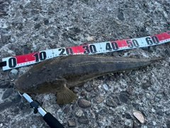 マゴチの釣果