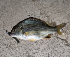 キビレの釣果