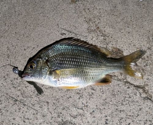 キビレの釣果