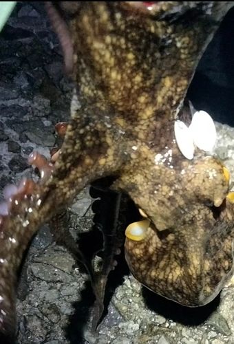 タコの釣果