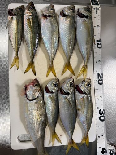 アジの釣果