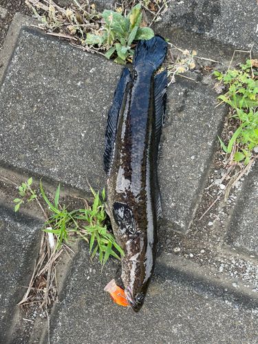 ライギョの釣果