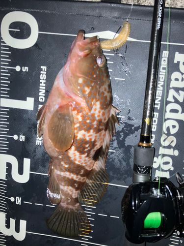 キジハタの釣果