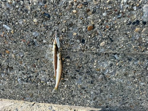 アカカマスの釣果