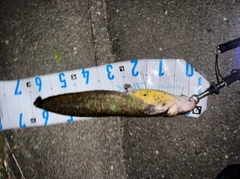 ニホンナマズの釣果