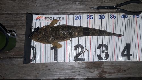 マゴチの釣果