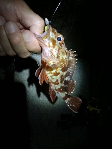 ガシラの釣果